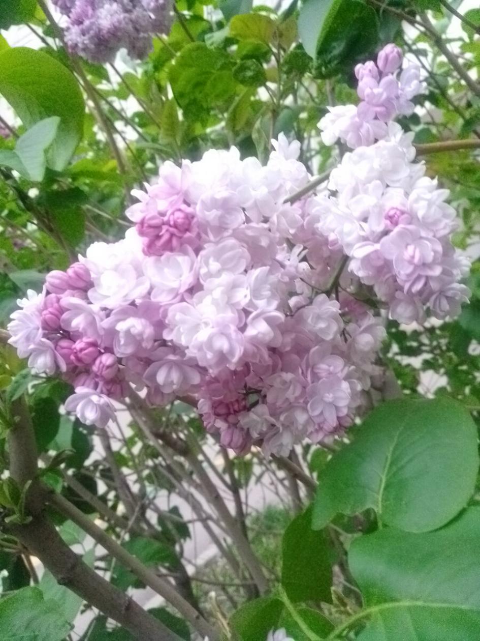 Сирень Айгуль 3