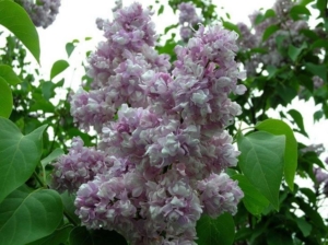 Сирень Айгуль