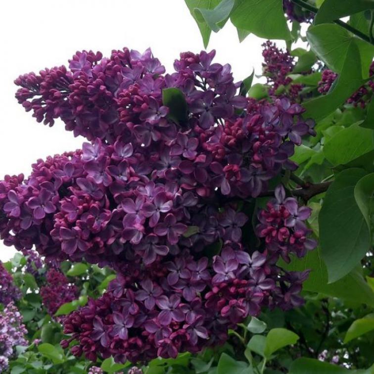 Сирень Байконур 2