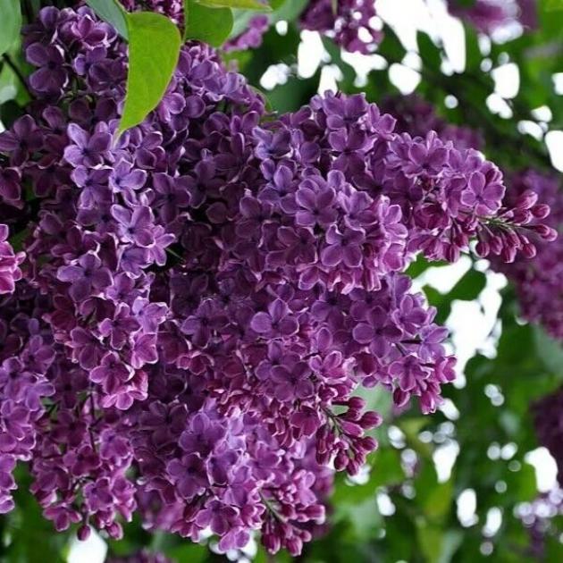 Сирень Байконур 3