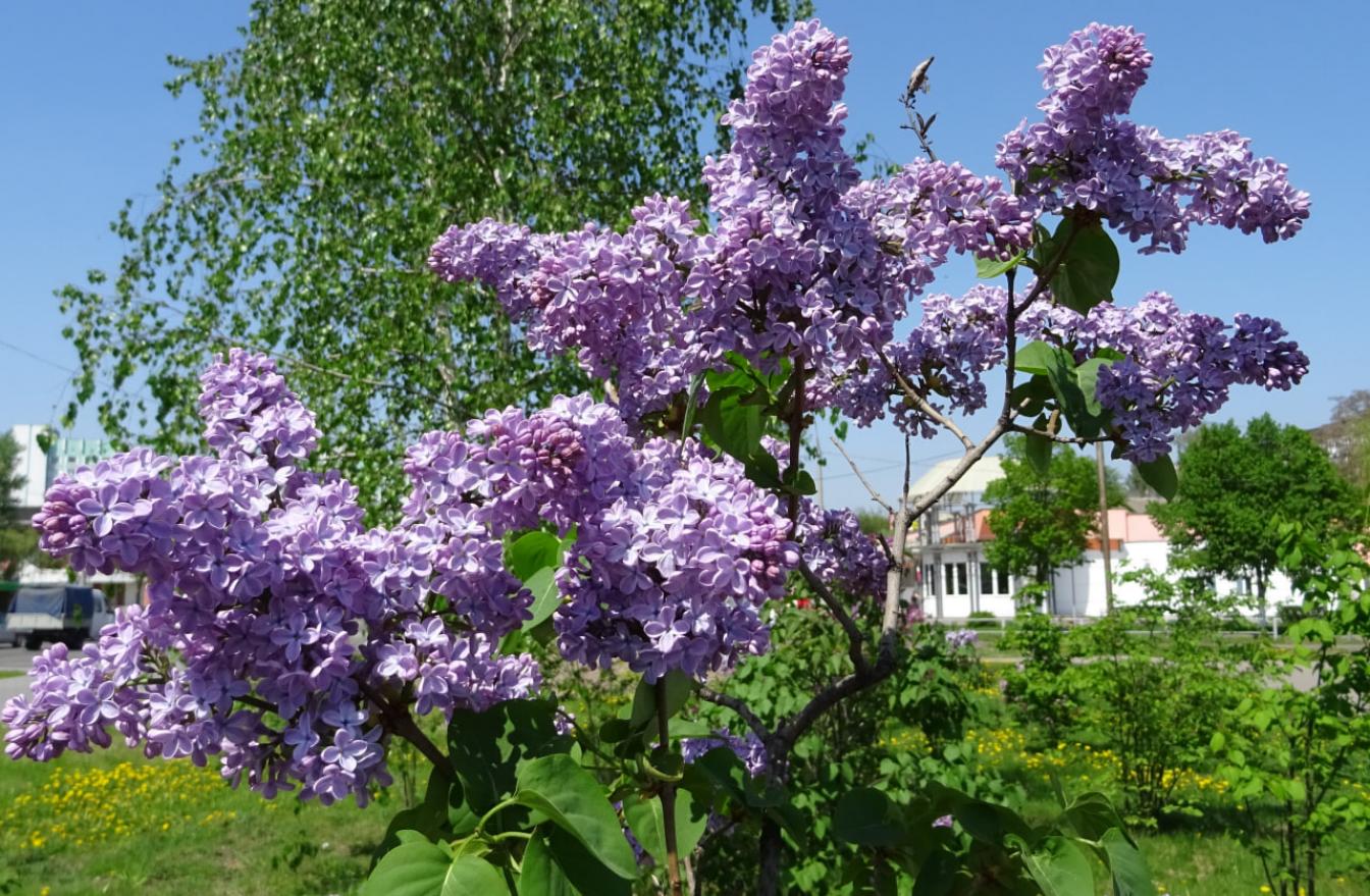 Сирень Байконур 5