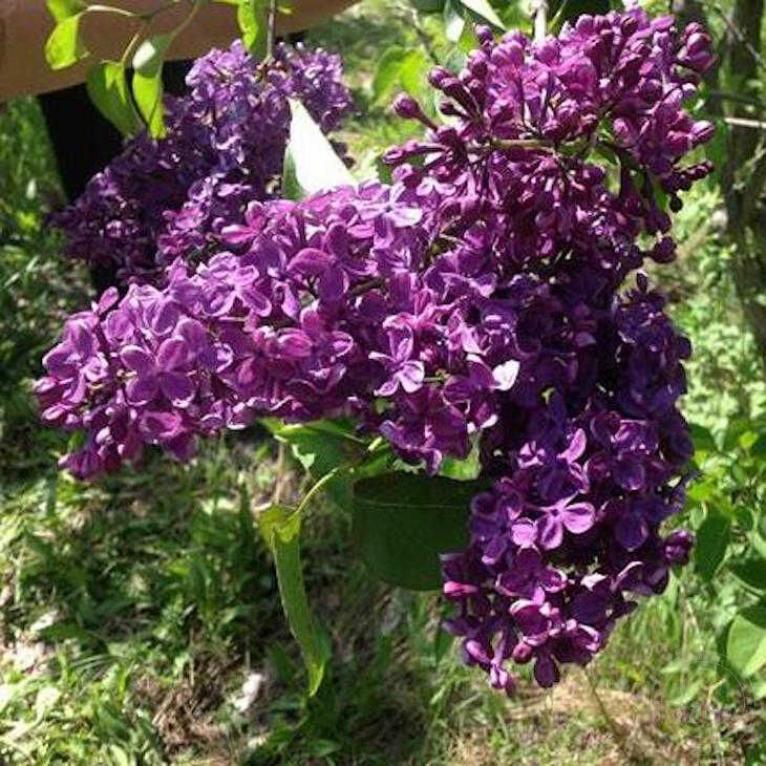 Сирень Байконур