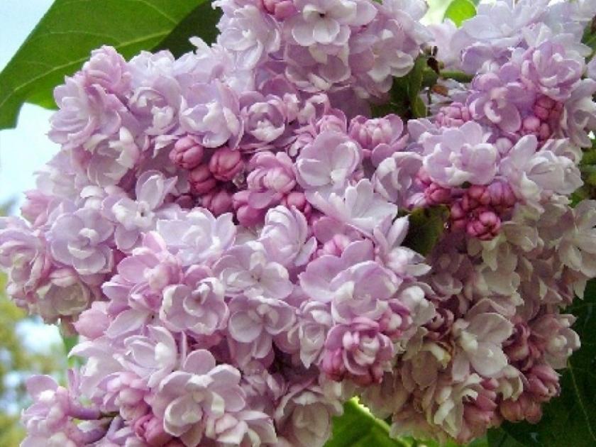 Сирень Бель де Нэнси 3