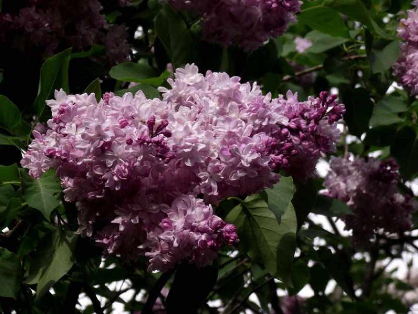 Сирень Богдан Хмельницкий 2