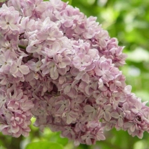 Сирень Богдан Хмельницкий
