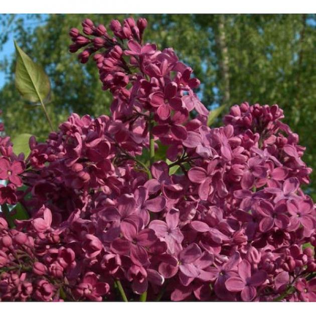 Сирень День Победы 4