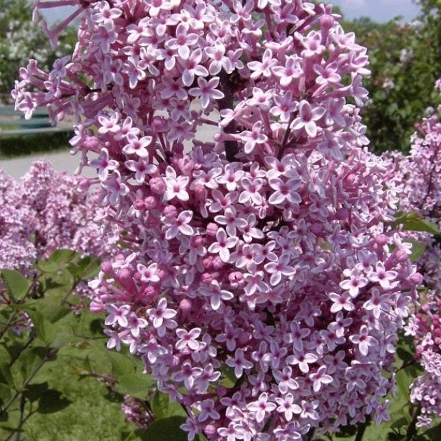 Сирень Джози 4