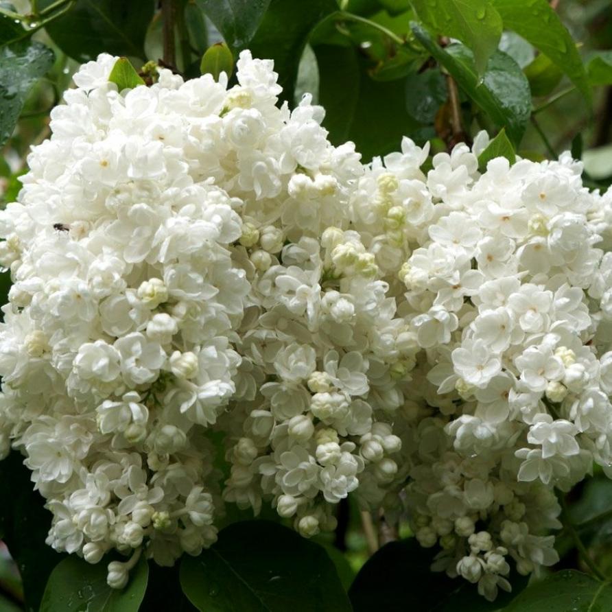 Сирень Галина Уланова 3