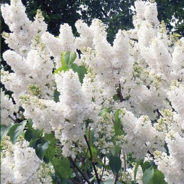 Сирень Галина Уланова