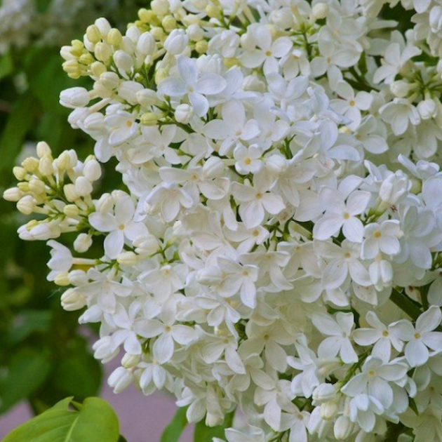 Сирень Галина Уланова 4