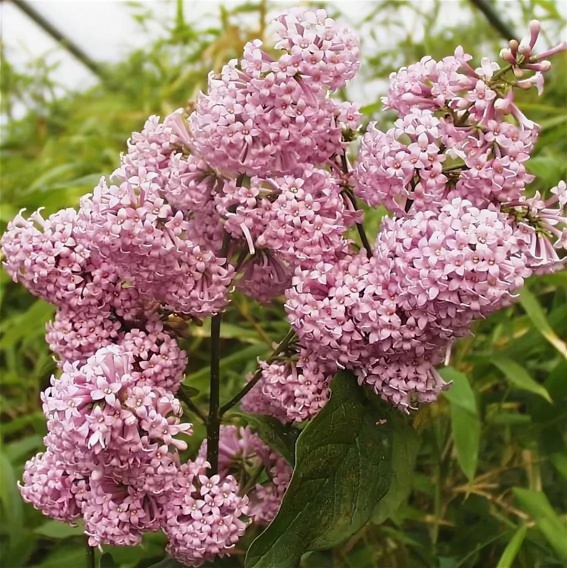 Сирень Гайавата 2