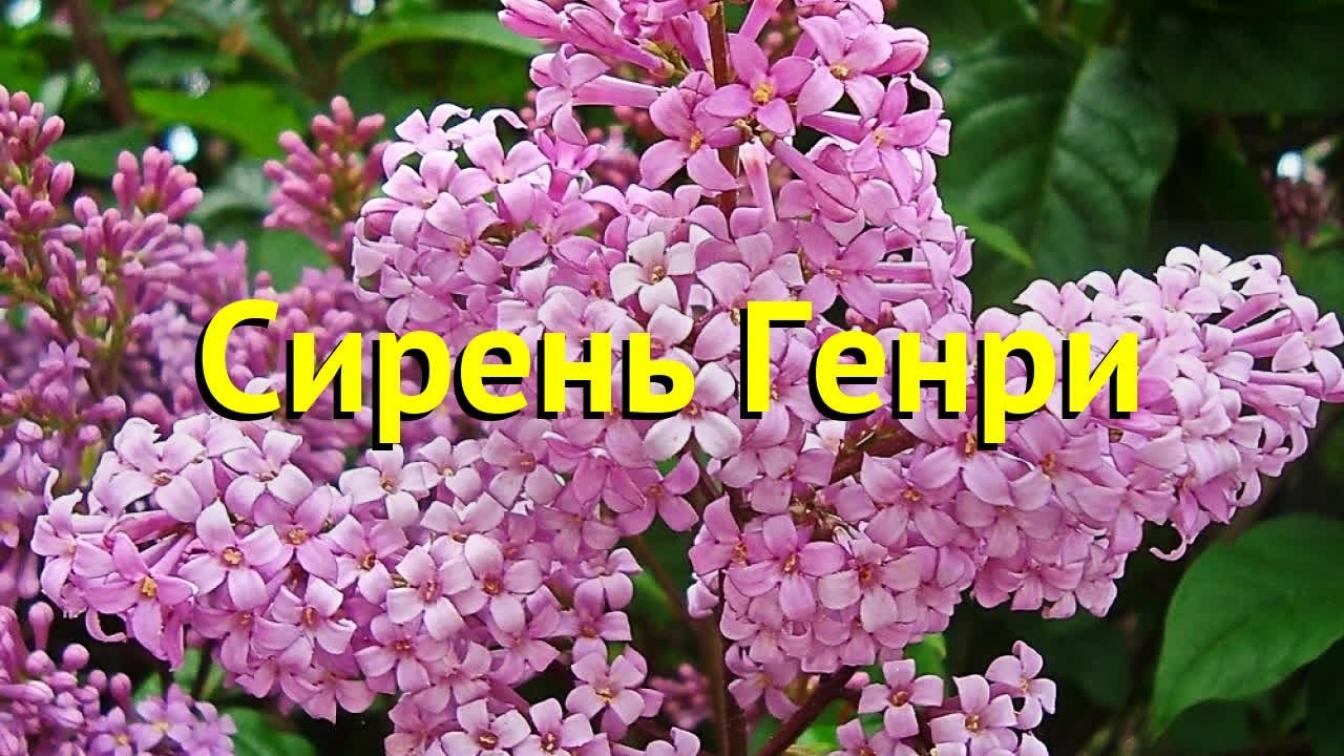 Сирень Генри