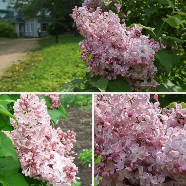 Сирень Ирина Архипова 2