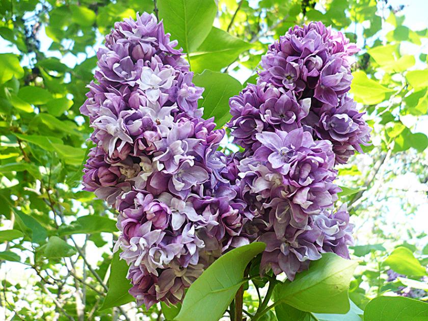 Сирень Ирина Архипова 3