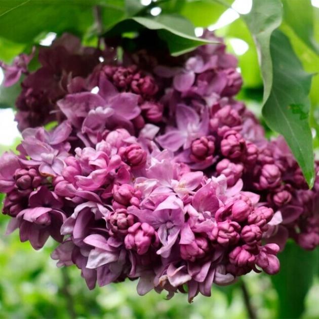 Сирень Ирина Архипова