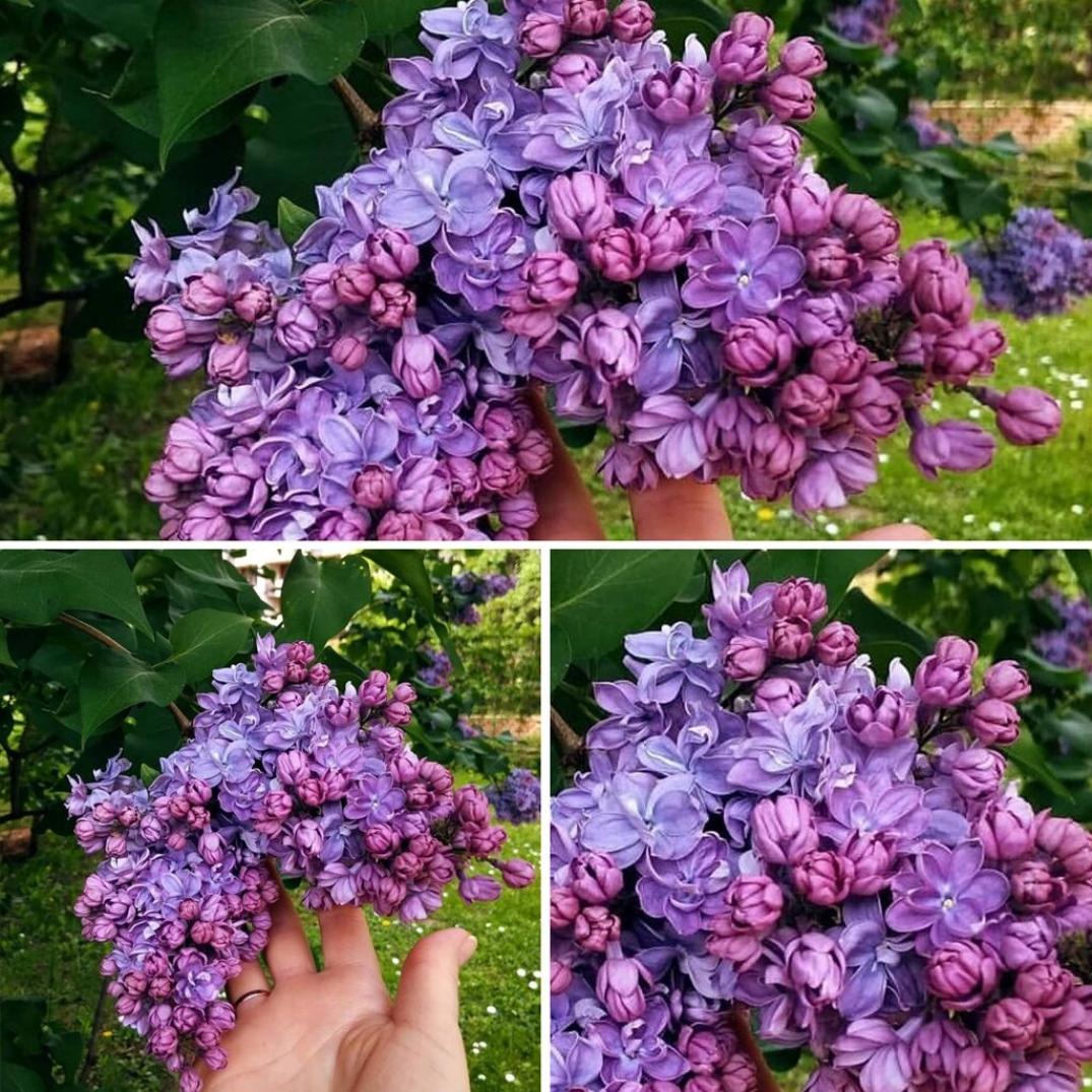 Сирень Катюша 4