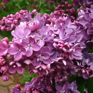 Сирень Кавур