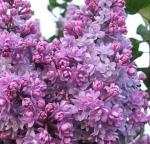 Сирень Колхозница