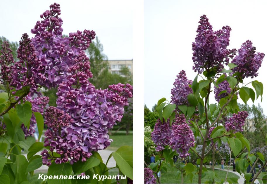 Сирень Кремлевские куранты 2