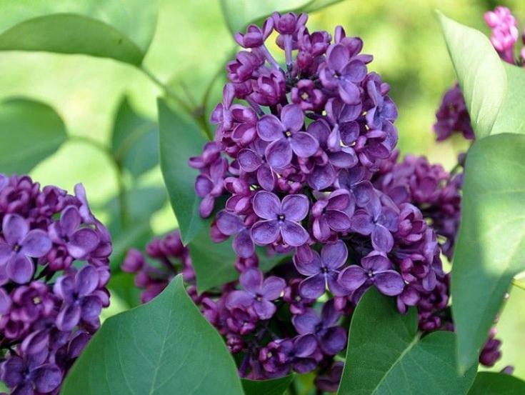 Сирень Кремлевские куранты