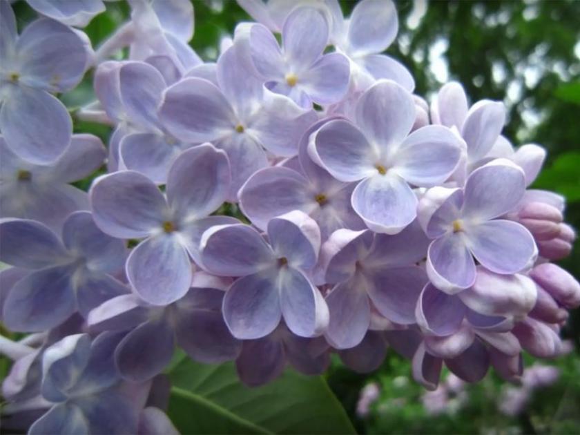 Сирень Ладога 3