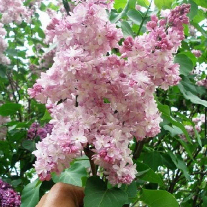 Сирень Мадам Антуан Бюхнер 2