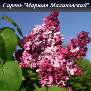 Сирень Маршал Малиновский