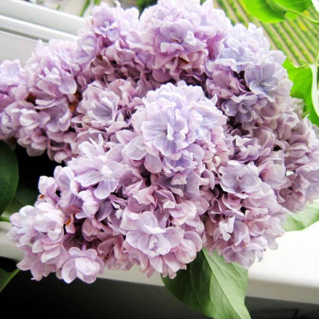 Сирень Михайло Ломоносов 3