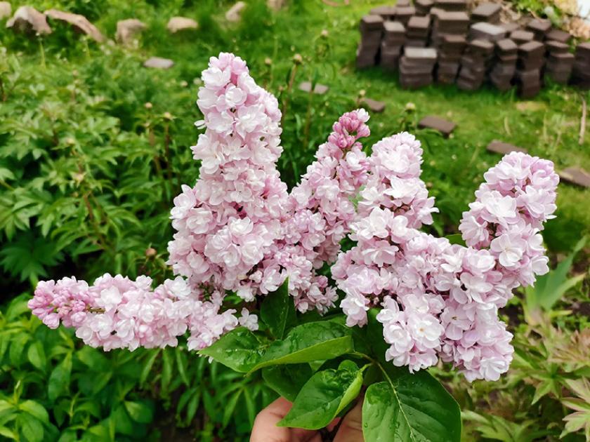 Сирень Михайло Ломоносов 4