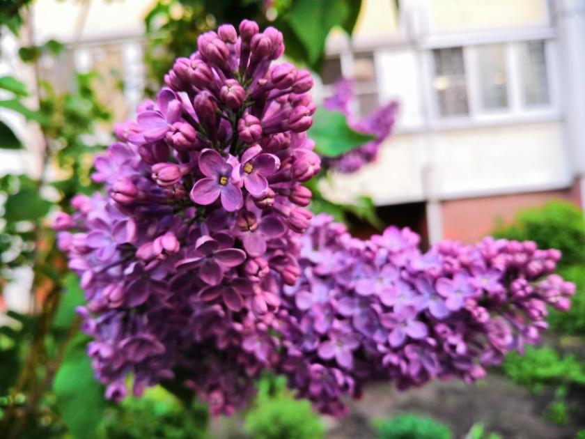 Сирень Огни Москвы 4