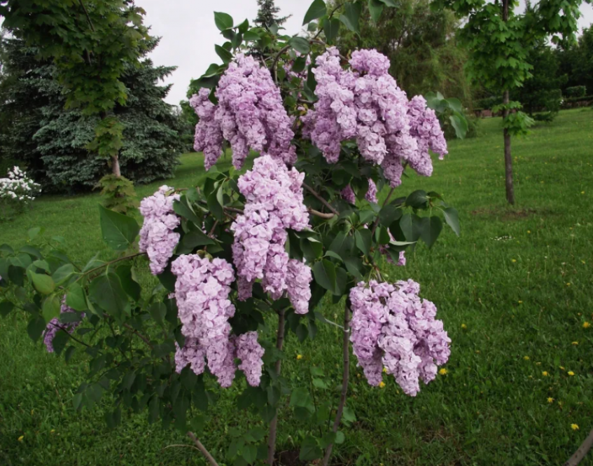 Сирень Оля 3