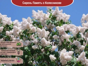 Сирень Память о Колесникове