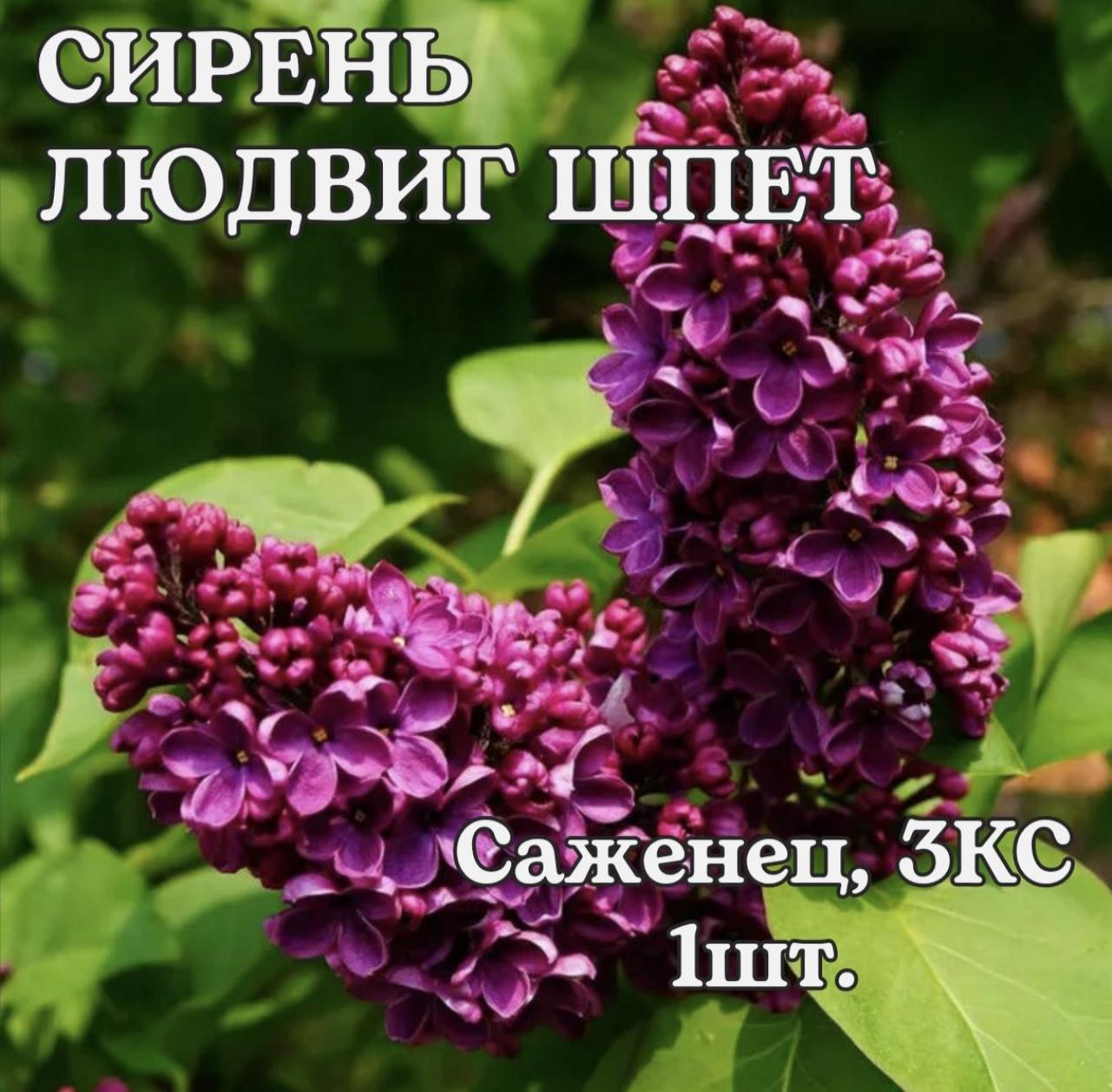 Сирень Памяти Людвига Шпета 3