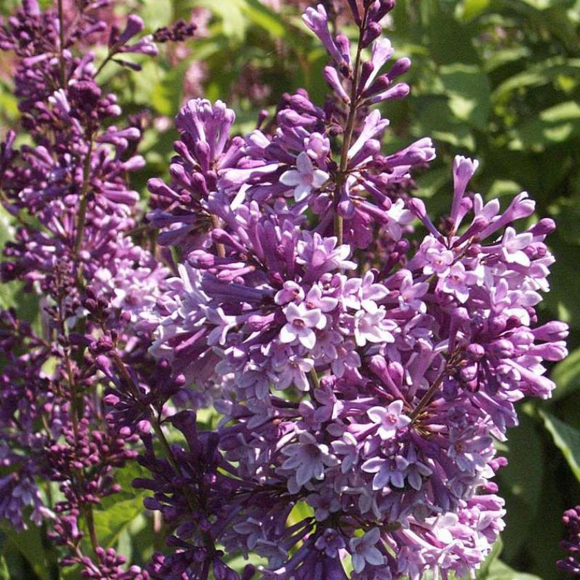 Сирень Роялти 3