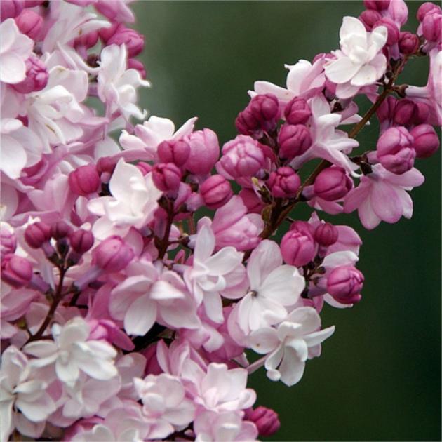 Сирень Свитхарт