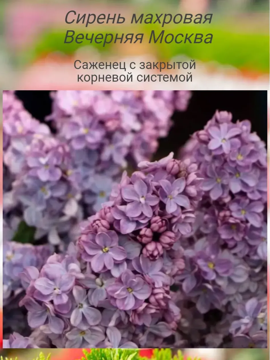 Сирень Вечерняя Москва 2