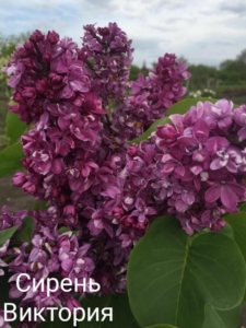 Сирень Виктория