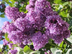 Сирень Виолетта