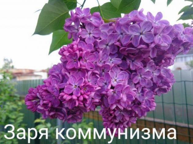 Сирень Заря Коммунизма 3