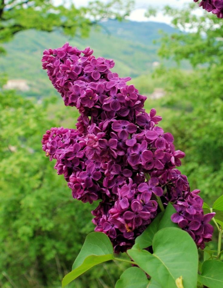 Сирень Заря Коммунизма 4