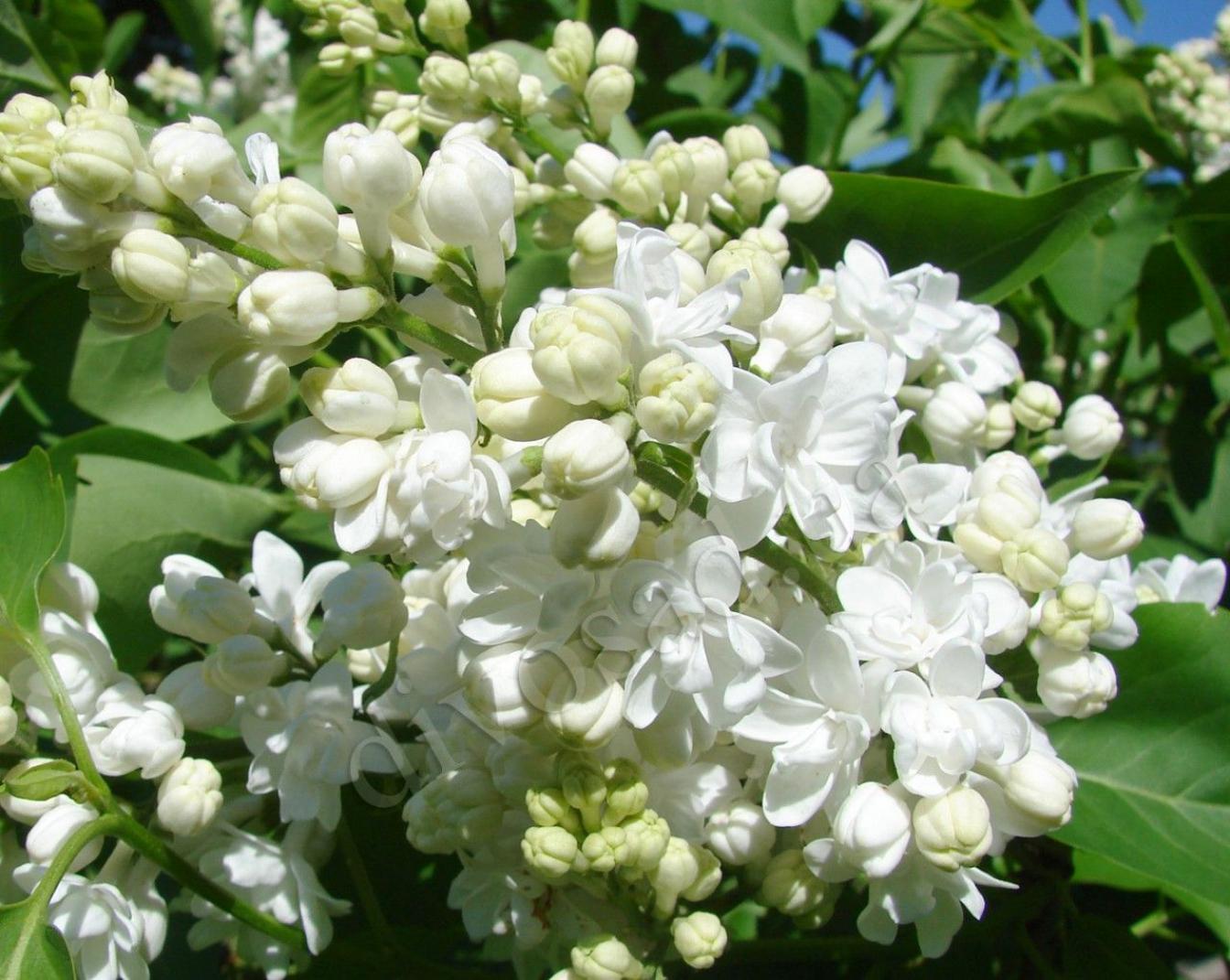 Сирень Жанна д’Арк 2