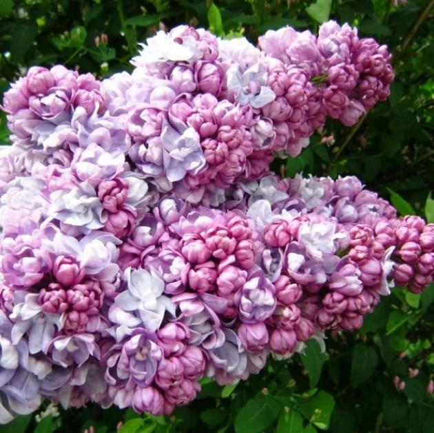 Сирень Жди меня