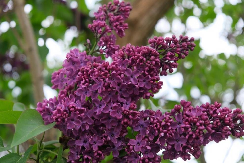 Сирень Знамя Ленина 2