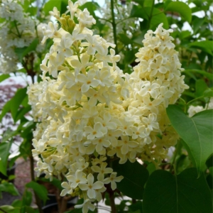 Сирень Золушка
