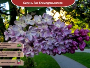 Сирень Зоя Космодемьянская
