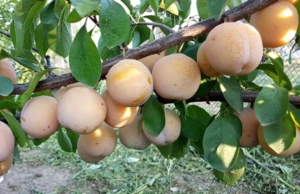 Слива Афаска желтая