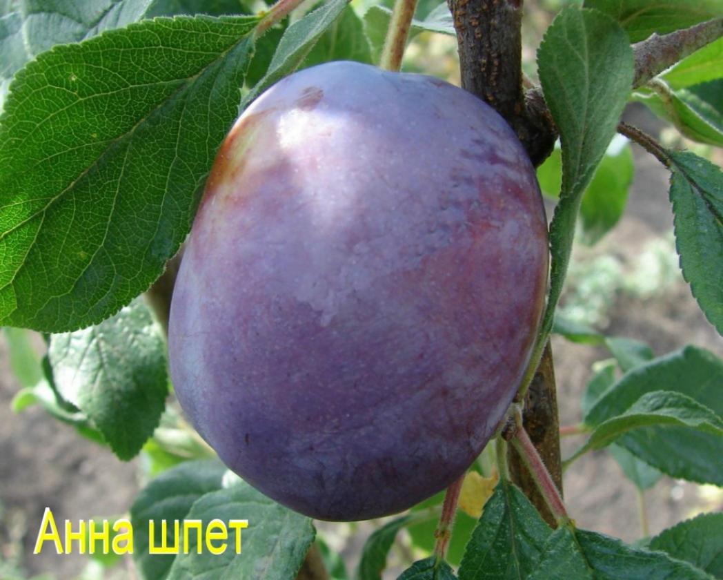 Слива Анна Шпет 3