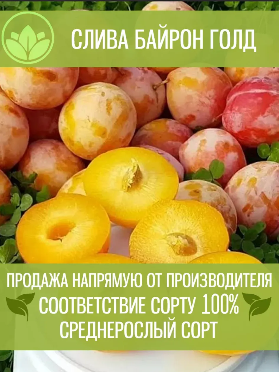 Слива Байрон Голд 2
