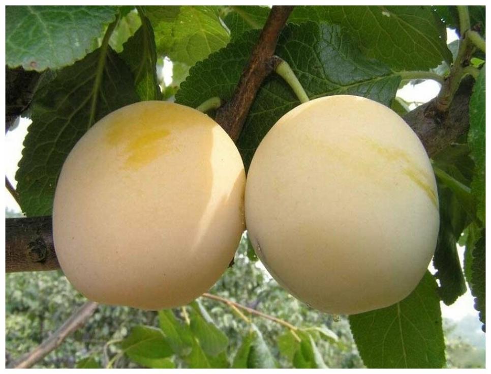 Слива Белая крупная