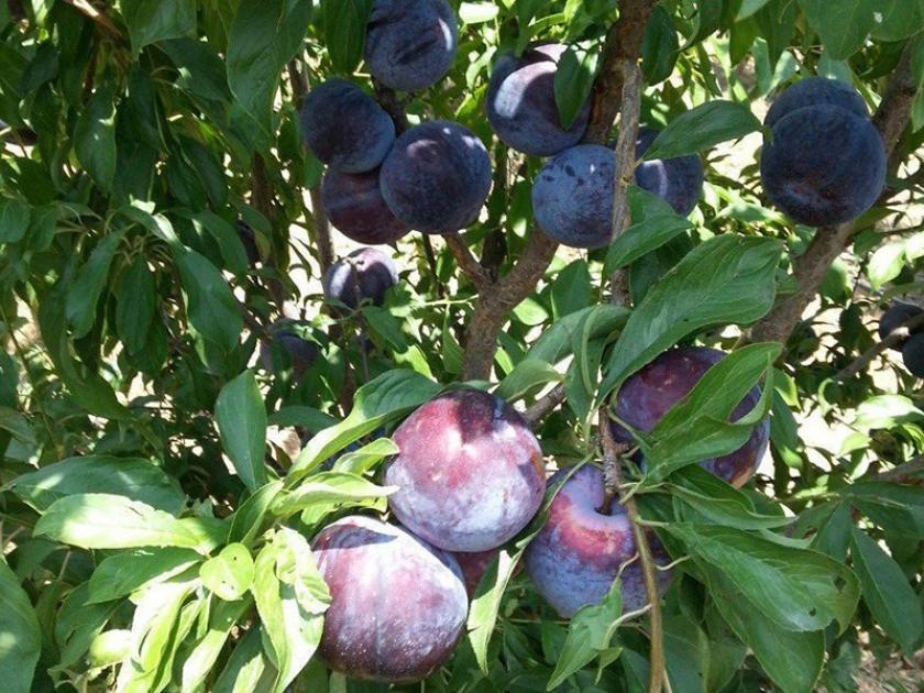 Слива Блэк Сплендор 2